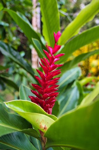 Red ginger, alpinia flower inside the spice garden, Mahe, Seychelles