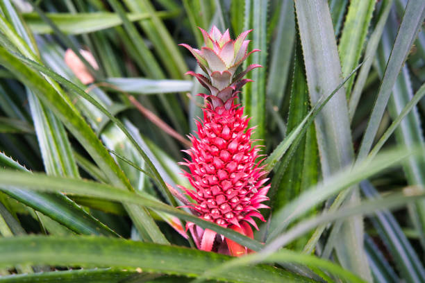 Photo of Aechmea fasciata pink flower in flowerpot. Photographed in the garden market.