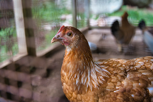 Chicken inside cage at the farm, Mahe Seychelles