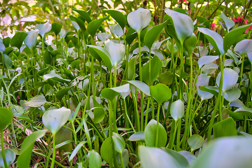known as the arum lily, water arum, or wild calla inside the spice garden, Mahe, Seychelles