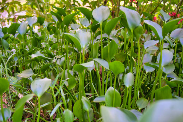 znany jako lilia arum, arum wodny lub dzika kalia w ogrodzie przypraw - victoria water lily zdjęcia i obrazy z banku zdjęć