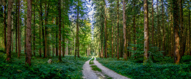 istock Forest road in the Alps 1787539563