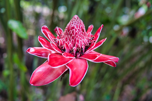 Close up of the torch ginger flower inside the spice garden