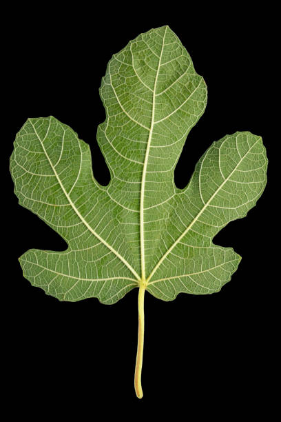 istock Green leaf of fig tree isolated on black 1787542777