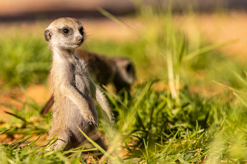 Beautiful meerkat looking staring