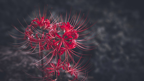 Lycoris radiata, known as the red spider lily, shot and edit with color selection method, leaving everything in grey except the flowers to emphasize the redness of the flowers