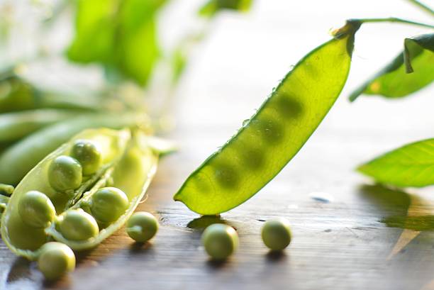 Snow pea stock photo