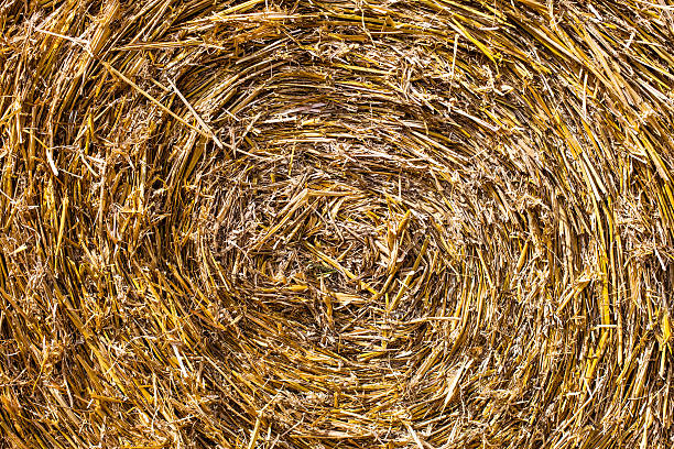istock Texture of hay, close up 178754460