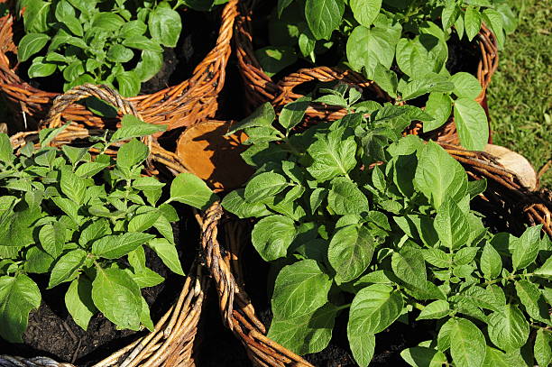istock Potato tubers 178754576