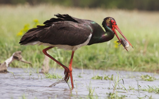 Black stork eating a fish, Hungary