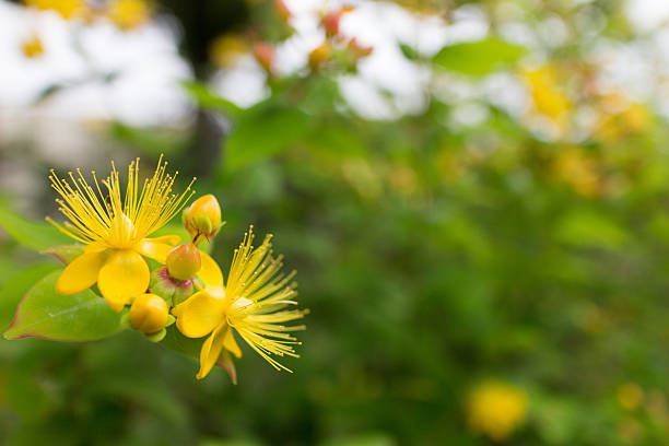 istock Yellow floral art widens a pistil 178754689