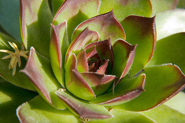 istock Image of green sempervivum plant 178754760