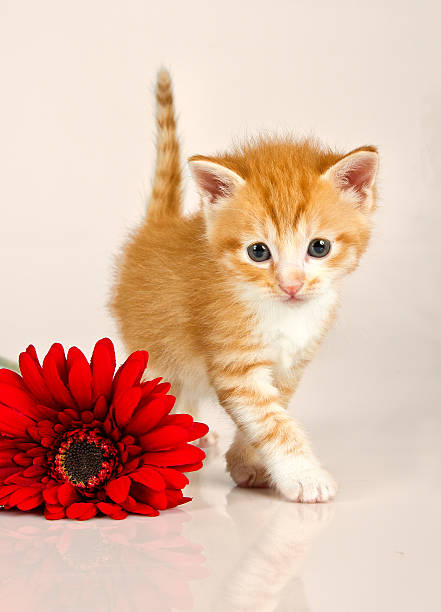 istock Cudly kitten walking away from red flower 178754830