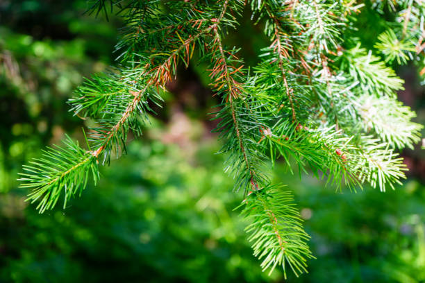 istock Close up of fresh pine needles growing on a pine tree 1787548586