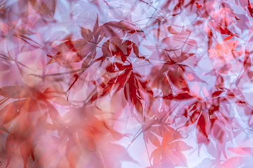 Red maple leaves in the autumn sunshine, using multiple exposure