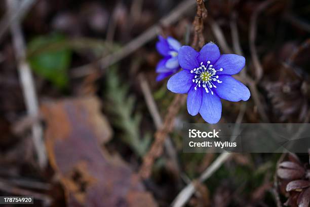 Floresta Flor Violeta - Fotografias de stock e mais imagens de Abril - Abril, Anémona - Família do ranúnculo, Ao Ar Livre