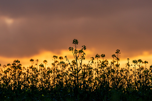 Silhouetted rapeseed crops against a sunset sky, with a shallow depth of field