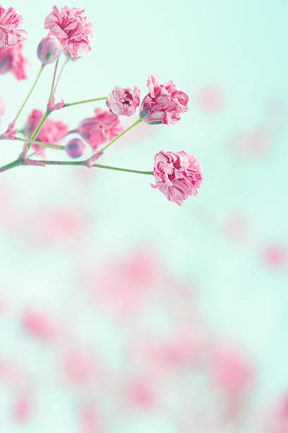 istock Baby's breath flowers on textured background 178755117