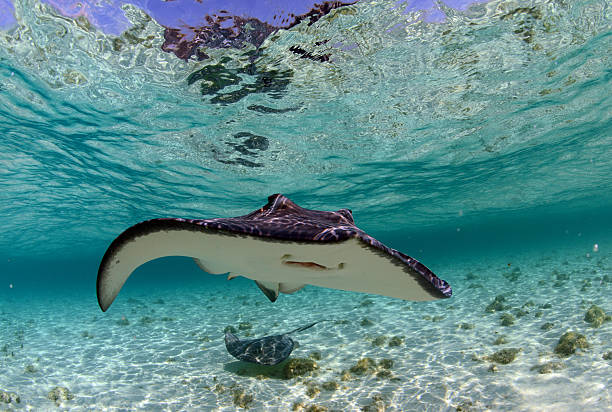 istock spotted eaglenray and manta ray in ocean 178755129