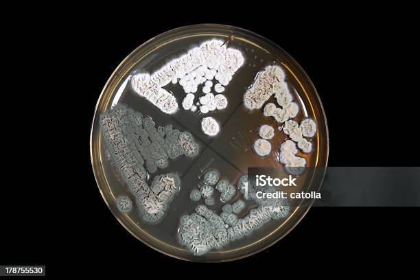 Penicillum 곰팡이 한천 플레이트 Over 블랙 0명에 대한 스톡 사진 및 기타 이미지 - 0명, 검은색, 검정색 배경