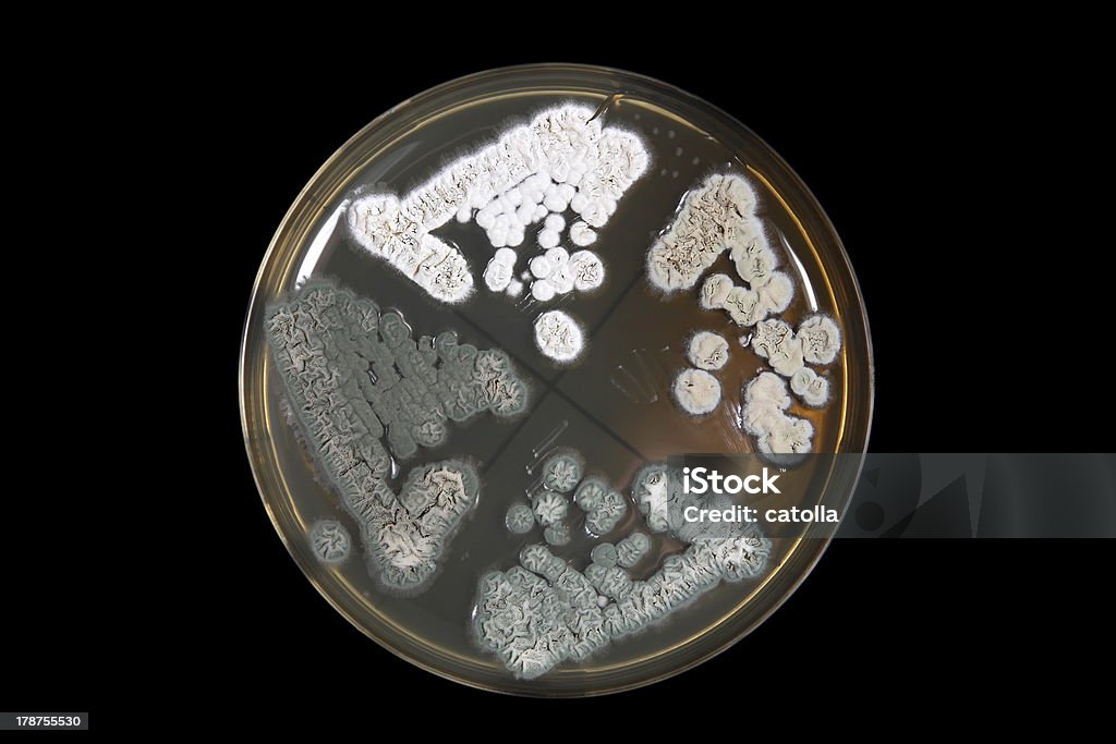 Ágar Penicillum cogumelos em prato mais preto - Foto de stock de Antibiotico royalty-free