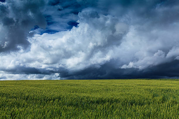 istock Field of barley and dramatic storm sky 178755707