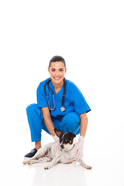 istock veterinarian assistant with pet dog 178755803
