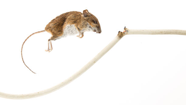 Dead mouse with a cable Dead mouse with a burned power cable burned corpse stock pictures, royalty-free photos & images