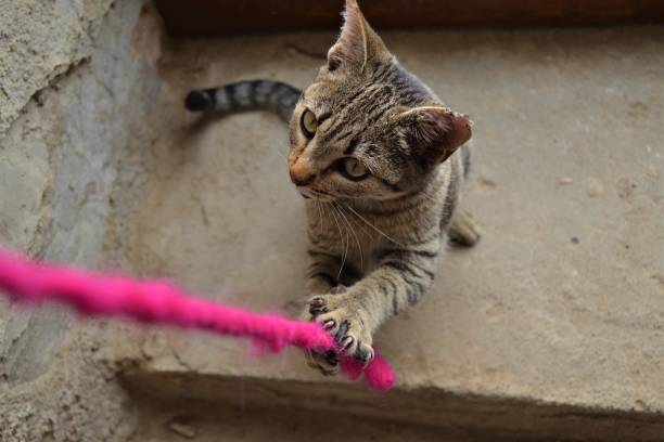 istock Happy Feline Colony Cats 1787559235
