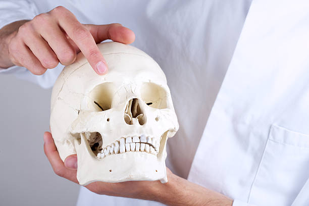 istock skull with supraorbital foramen 178756105