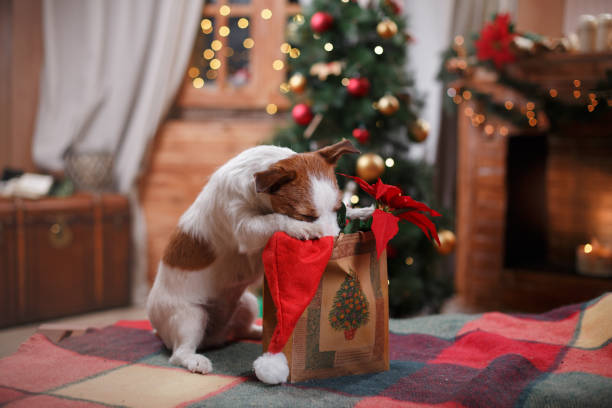 istock Dog Jack Russell Terrier holiday, Christmas 1787562369