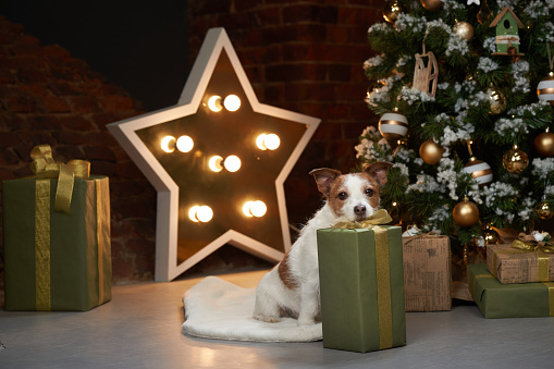 Happy christmas dog with gifts. jack russell in a festive home interior. holidays with a pet near a new year tree