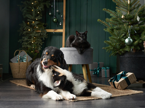 Family of two dogs by Christmas tree. Australian Shepherd, Puppy and black Cat In holiday Decorations