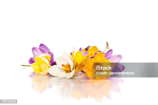 Frühlingskrokussen Stockfoto und mehr Bilder von Blume - Blume, Blumenbouqet, Blütenblatt