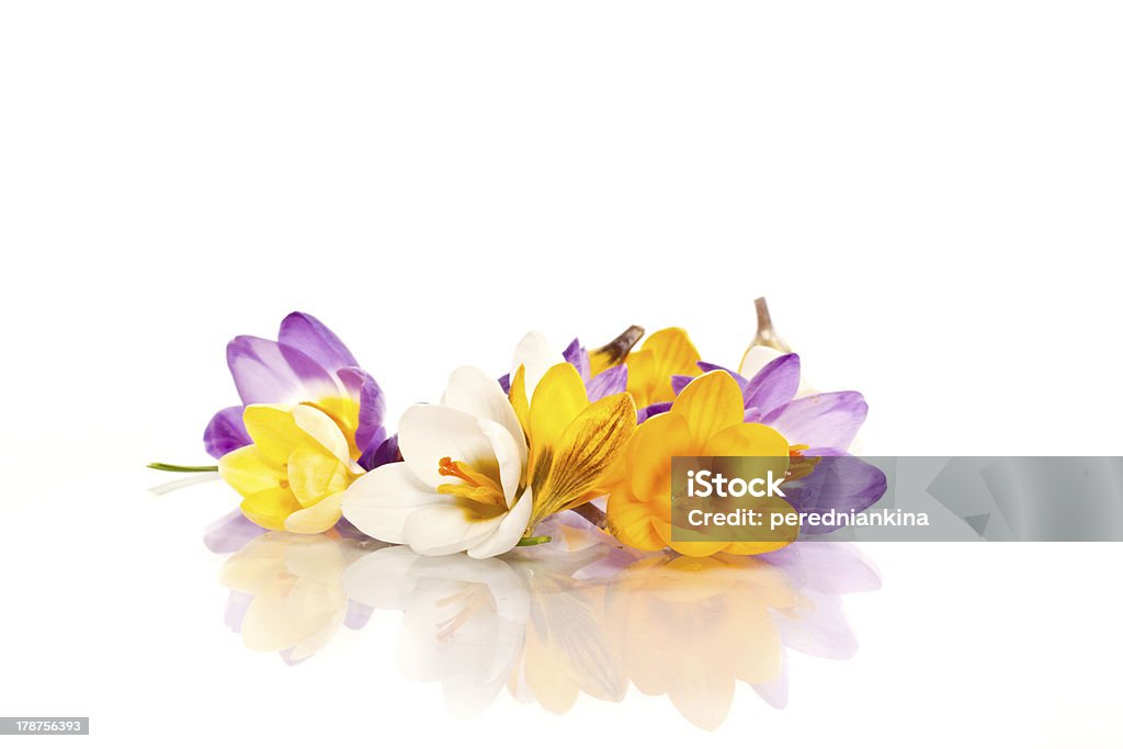 crocuses - Royalty-free Beleza Foto de stock