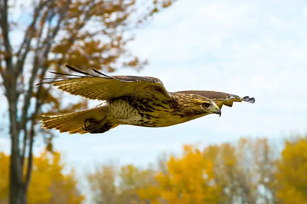 Photo of Redtail Hawk