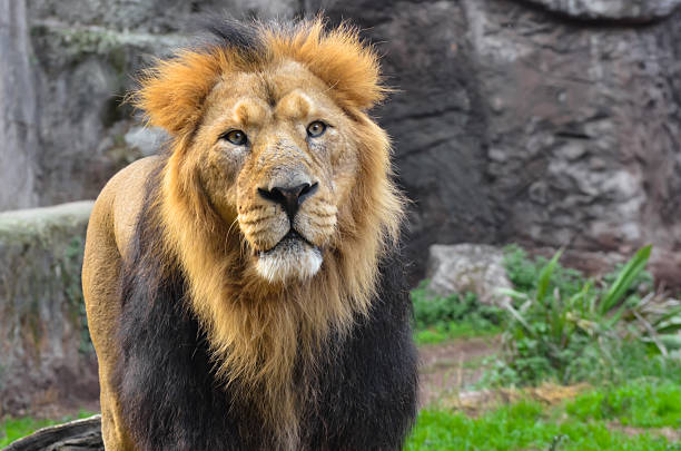 istock Portrait of a lion 178756727