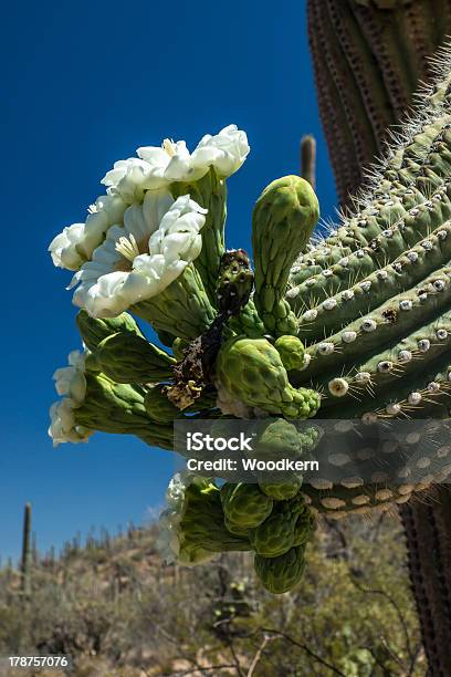 Cactus Blumen Stockfoto und mehr Bilder von Arizona - Arizona, Bizarr, Blüte