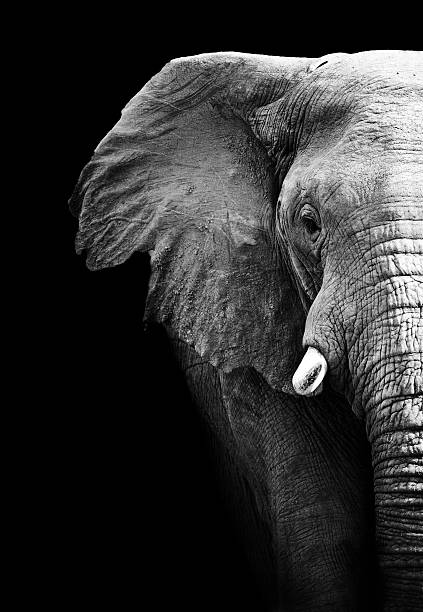 Partial image of a black and white elephant Artistic black and white image of an African Elephant elephant photos stock pictures, royalty-free photos & images