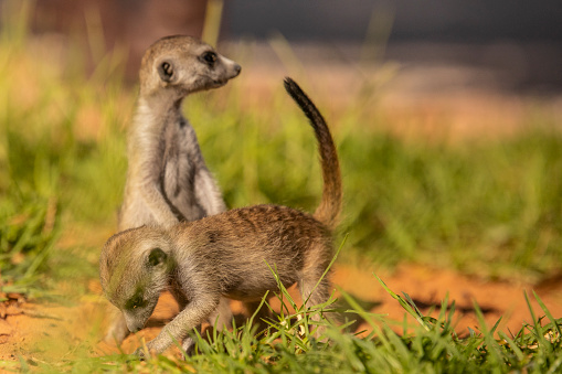Amazing cute meerkats in the Kalahari desert.