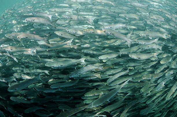 istock mullet fish swimming in ocean 178757364