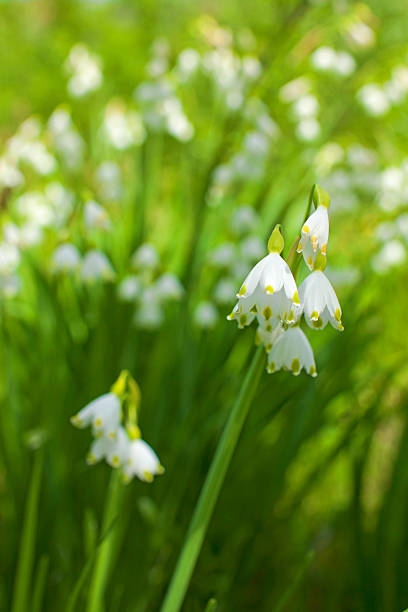 Fiocchi di neve di primavera - foto stock