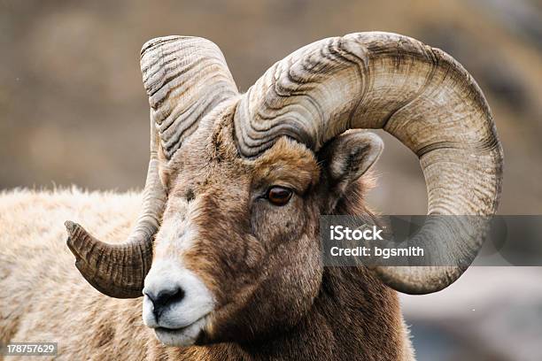 Rocky Mountain Big Horned Sheep Stock Photo - Download Image Now - Alberta,  Animal, Animal Wildlife - iStock