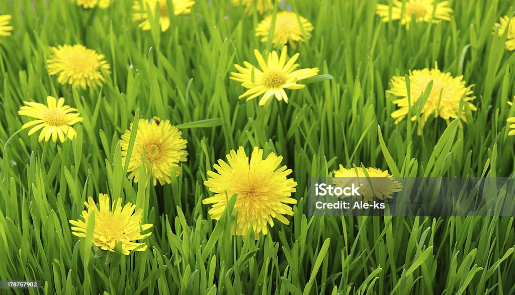 yellow dandelion yellow dandelion on meadow in spring Agricultural Field Stock Photo