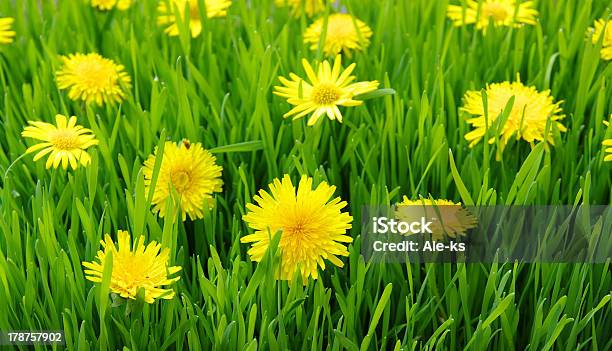 Yellow Dandelion Stock Photo - Download Image Now - Agricultural Field, Backgrounds, Blossom