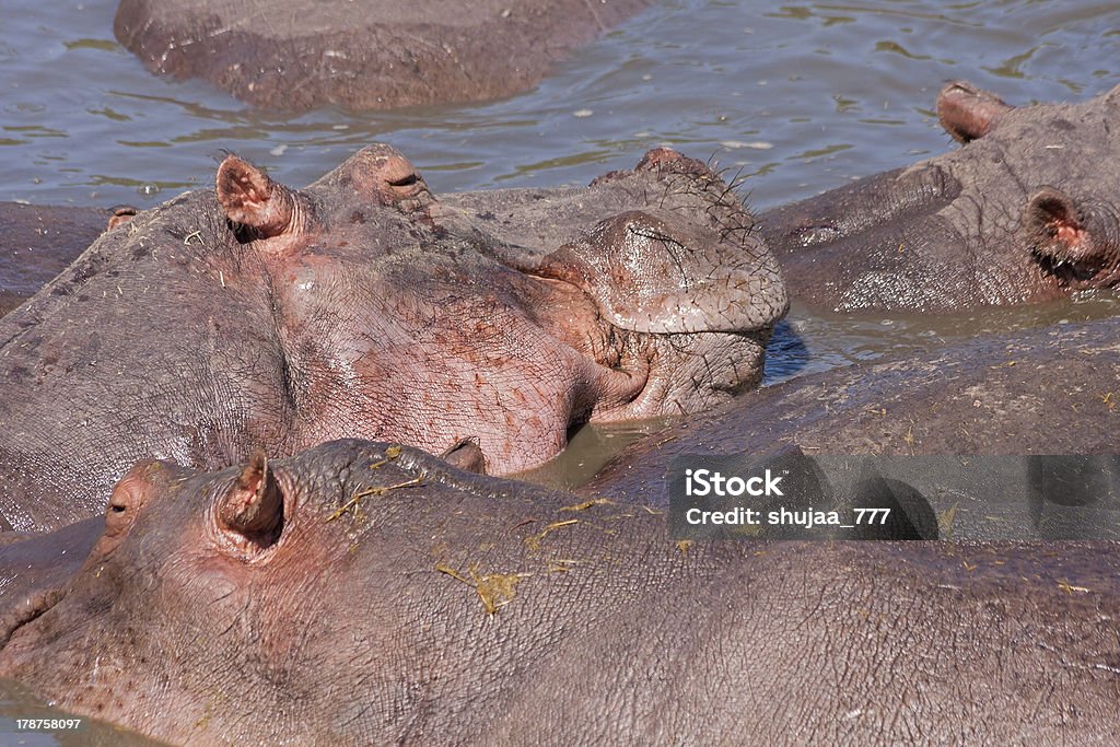 Hippopotamuses (ippopotamo amphibius) Fare il bagno nel fiume - Foto stock royalty-free di Acqua