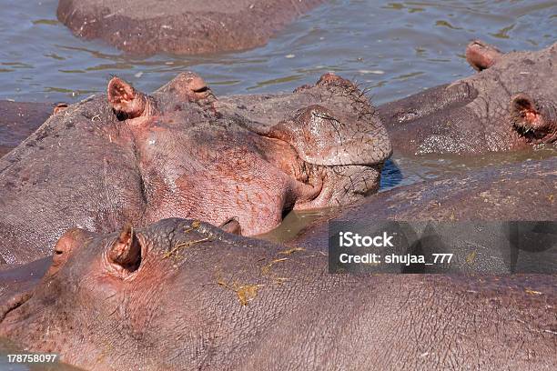 Hippopotamuses Fare Il Bagno Nel Fiume - Fotografie stock e altre immagini di Acqua