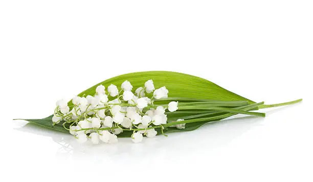 Lily of the valley. Isolated on white background