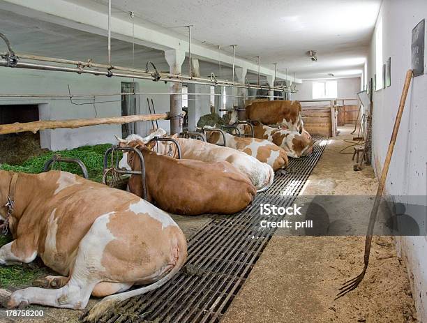 Wewnątrz Krowa Barn - zdjęcia stockowe i więcej obrazów Brązowy - Brązowy, Bydło, Bydło domowe