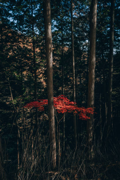 istock Autumn on Mt.Kumotori 1787582395